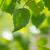 6 Best Benefits Of Using Neem Leaves For Your Skin