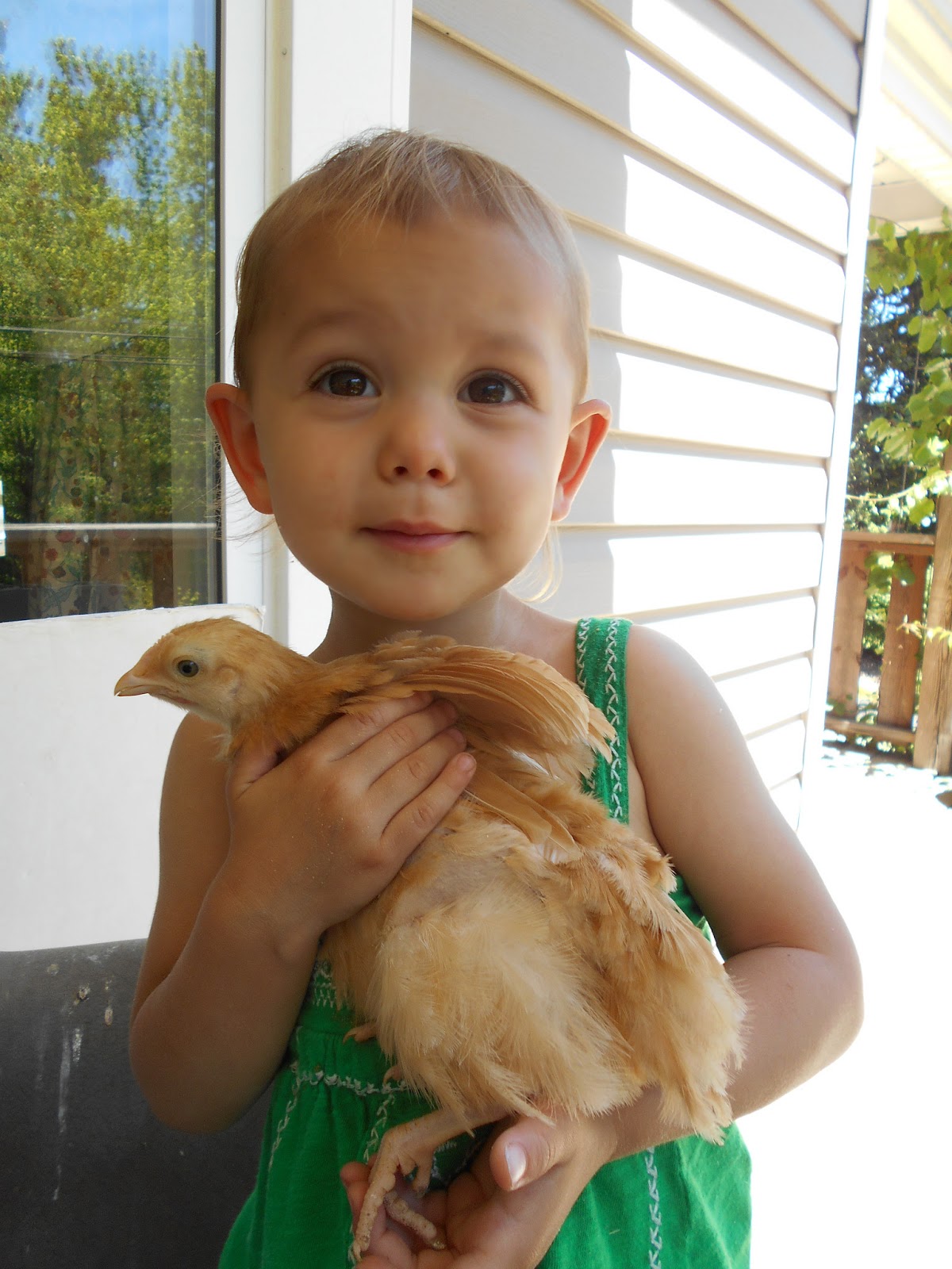 The Root Children: Chickens & OM
