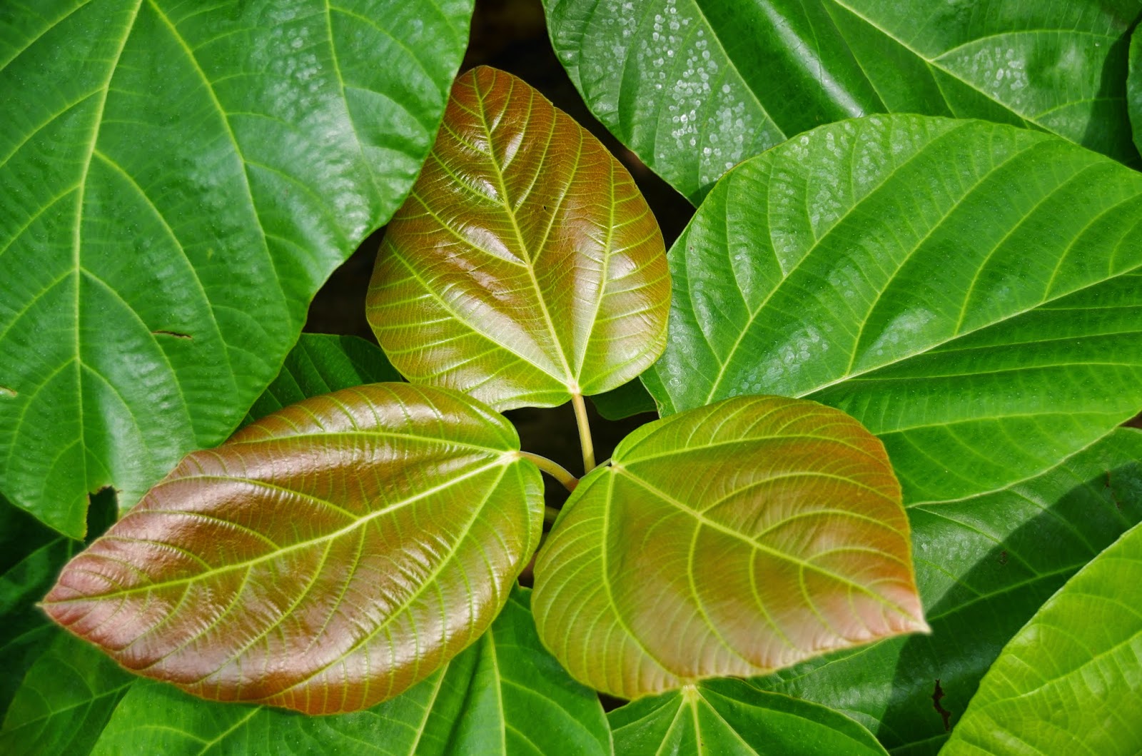 Trees and Plants: Broad leaf Fig, Elephant Ear Fig, Roxburgh Fig