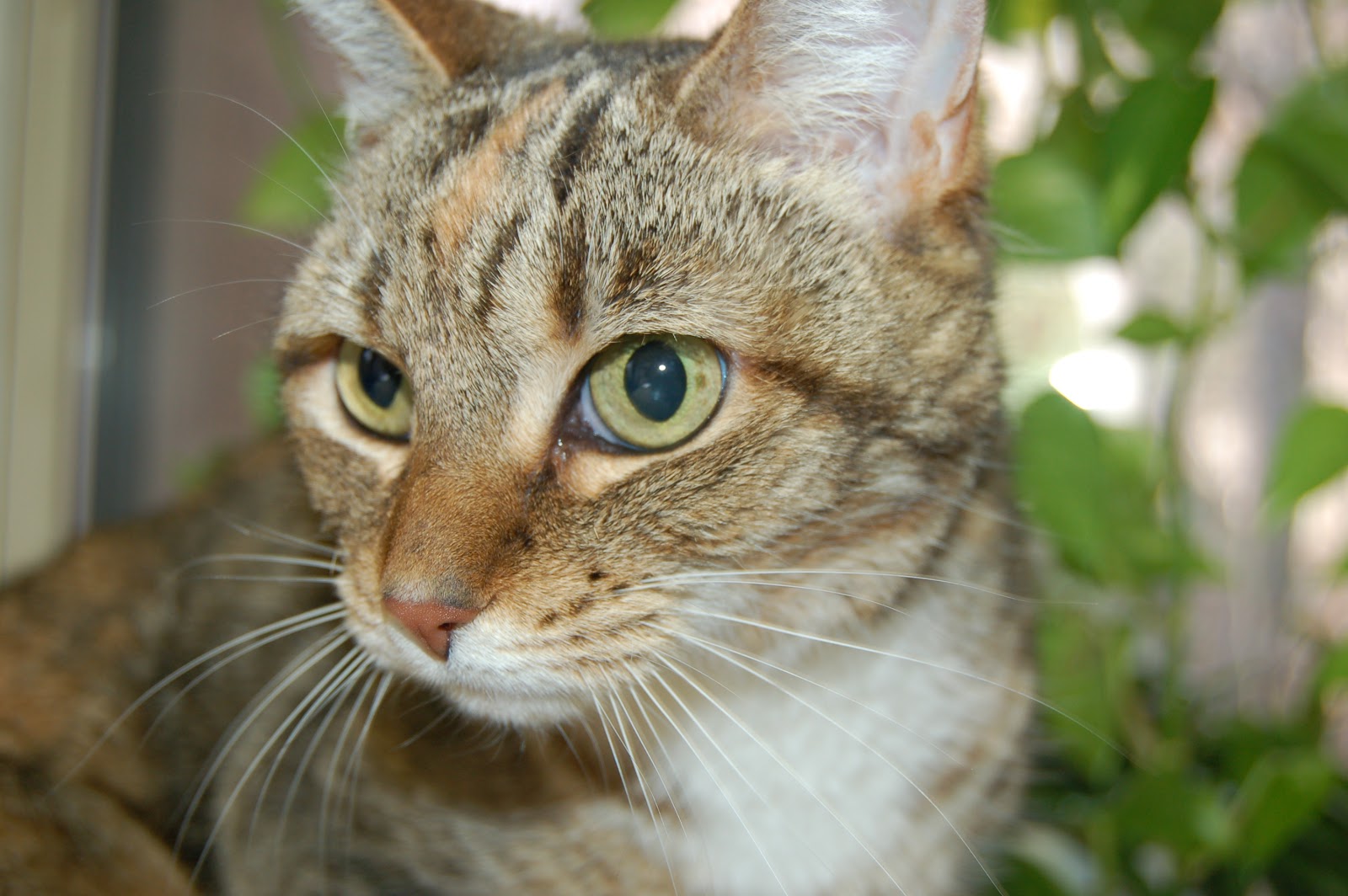 Animal Endocrine Clinic Do Cats With Hyperthyroidism In Cats Ever Go 