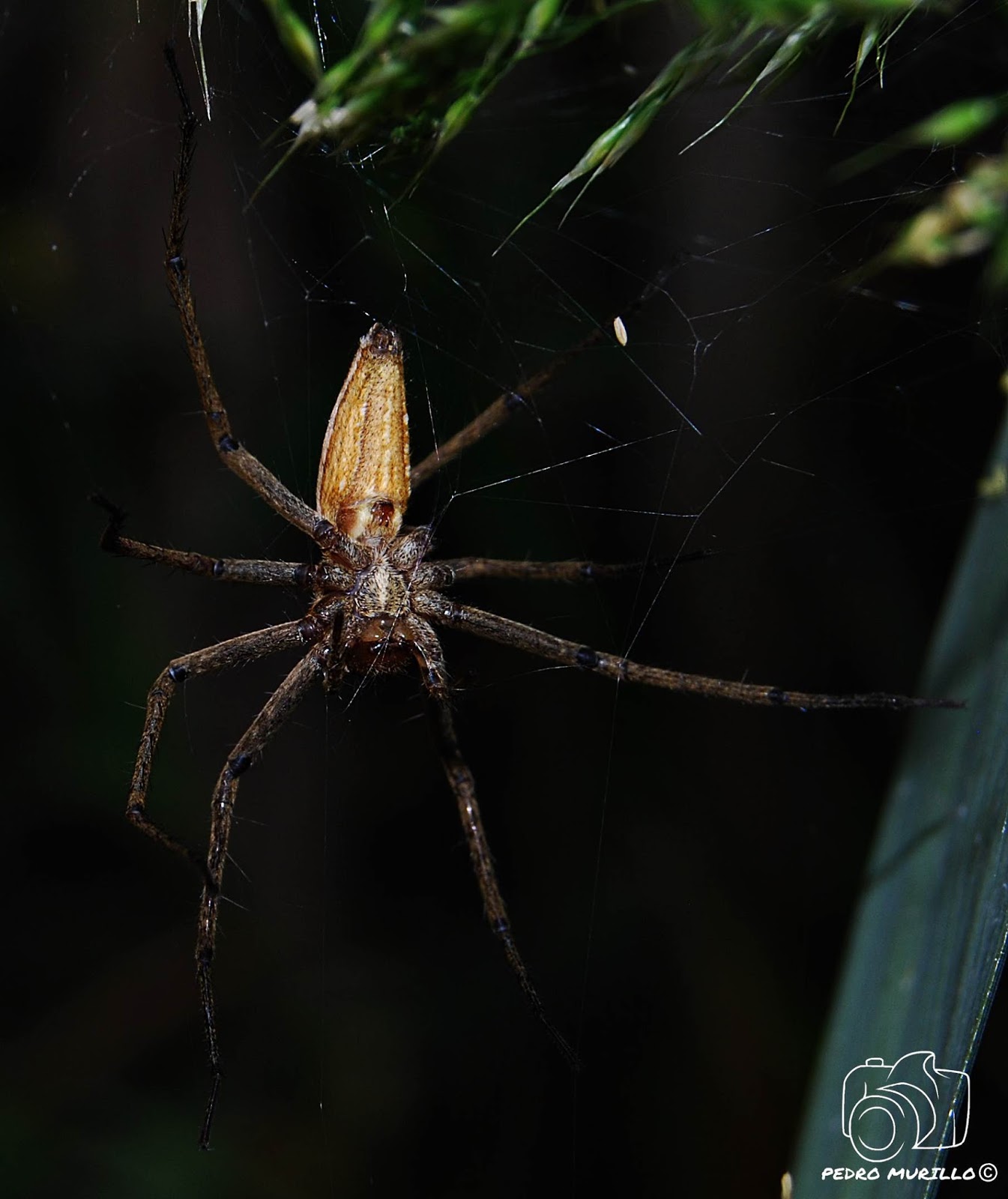 Las excursiones de Murillo "murillonature" Araña Nursery (Pisaura