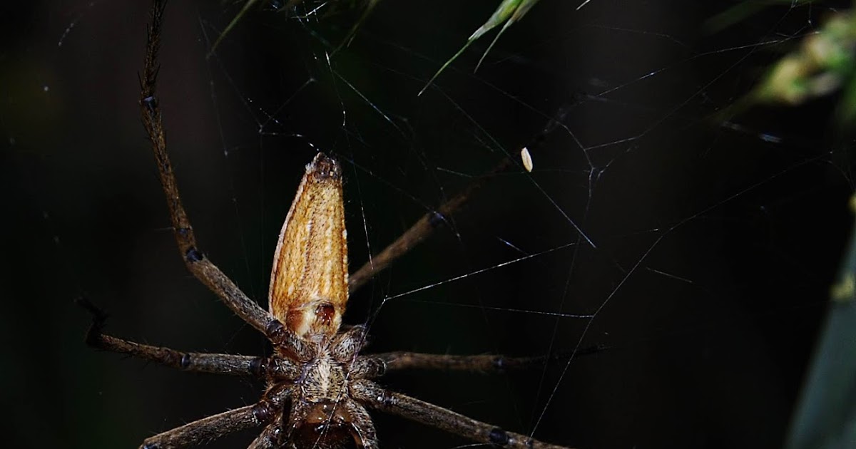 Las excursiones de Murillo "murillonature" Araña Nursery (Pisaura