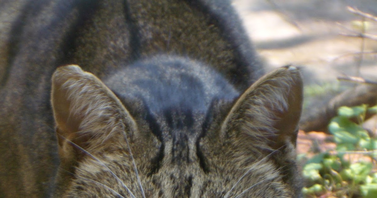 Mythology and Folklore Reading Notes Why the Cats Kill Rats