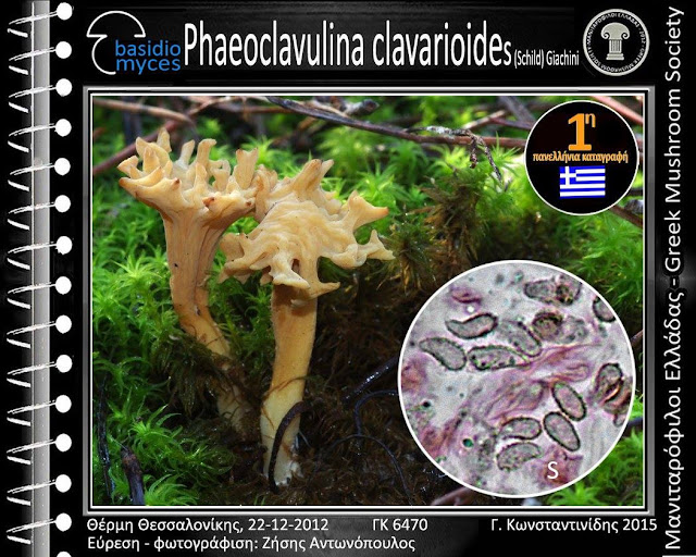 Phaeoclavulina clavarioides (Schild) Giachini