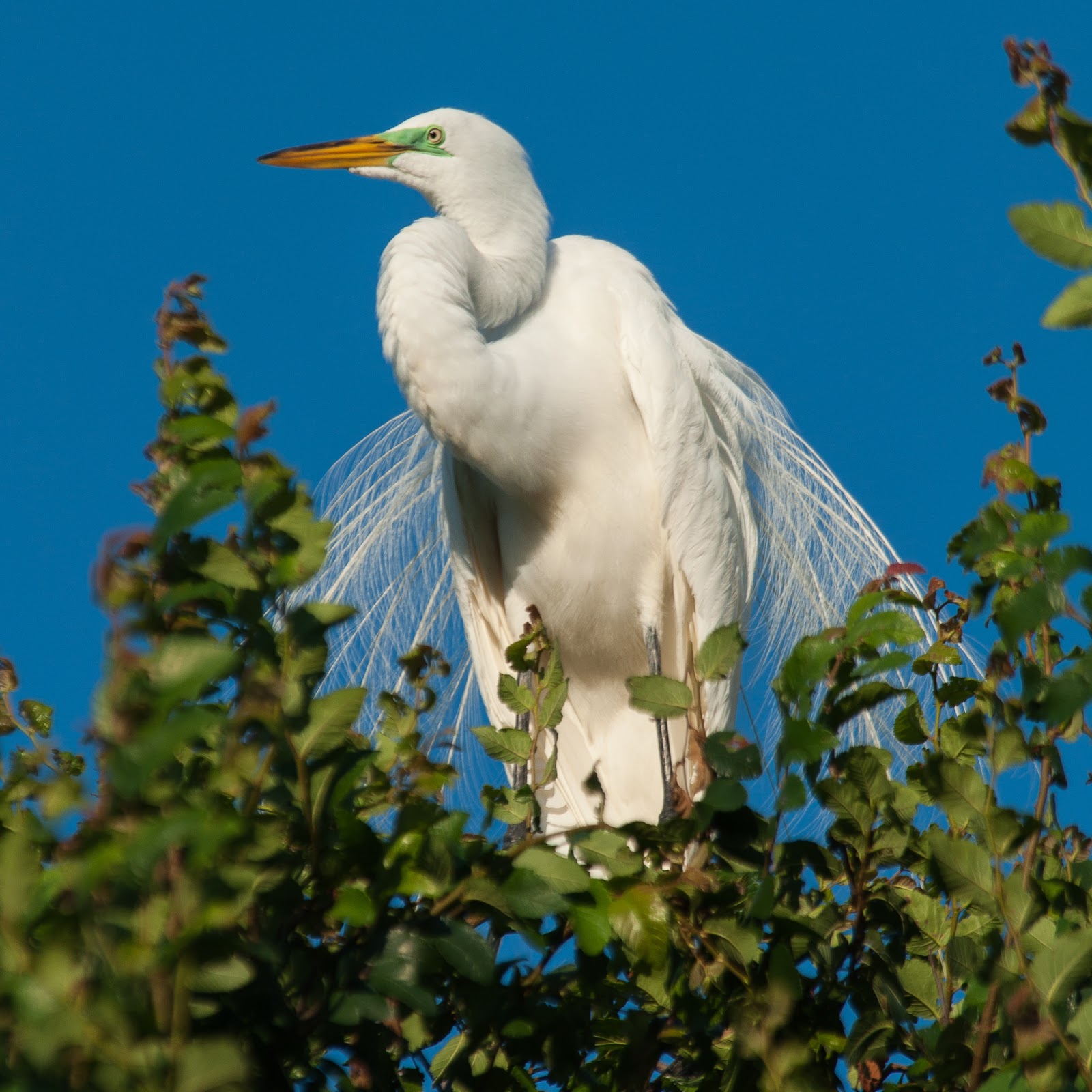 A Tree Falling: UT Southwestern Medical Center Rookery: May 2015