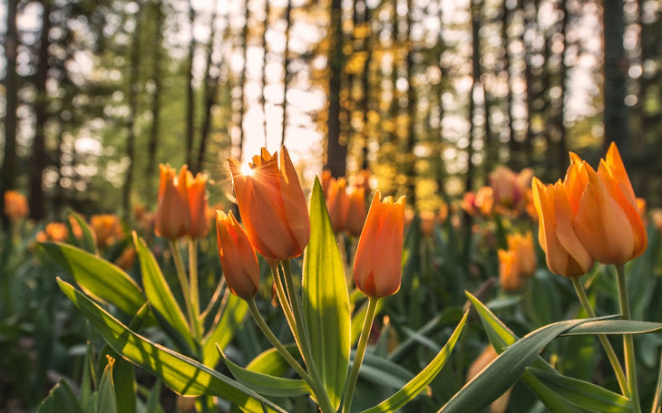 Sun Rays through Orange Tulips