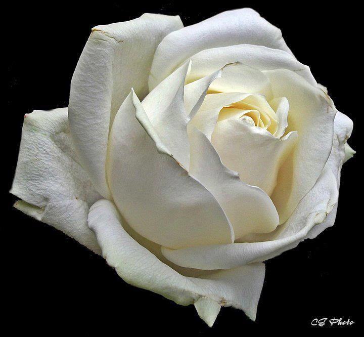 Rendez-vous: UMA ROSA BRANCA