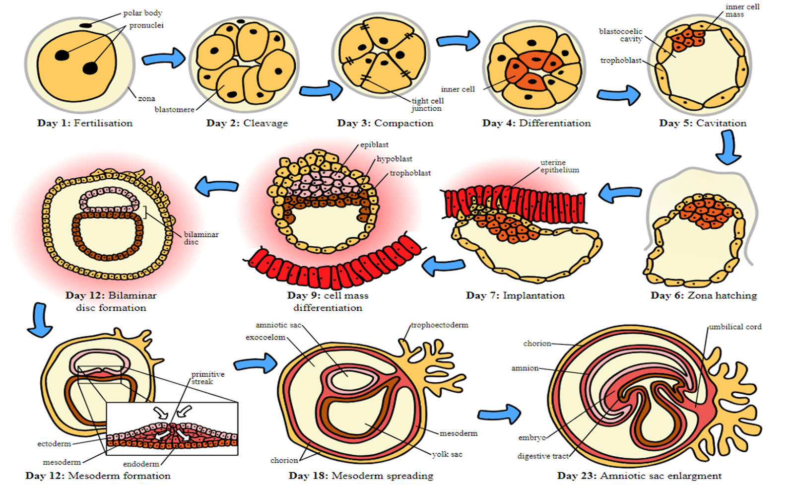 Life Begins at Conception All the Science Citations