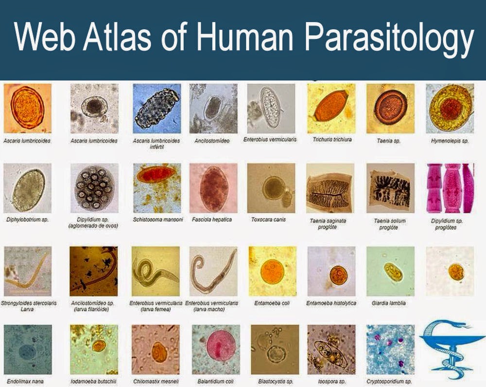 Human Parasites Worms