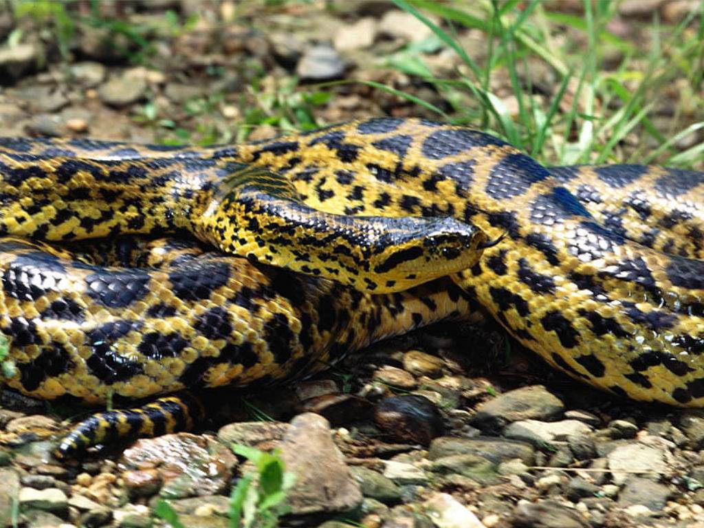 free download anaconda videos free download anaconda videos