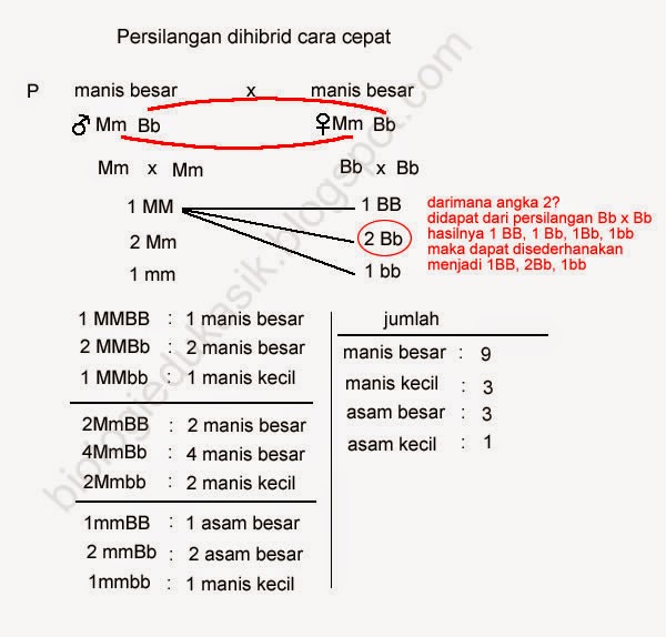 Persilangan Dihibrid Cara Cepat Mengerjakan Persilangan Dihibrid Untuk Ujian Nasional Biologi Masyog Com