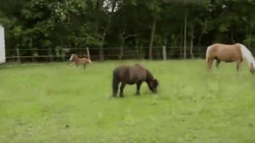 Funny animal gifs - part 106 (10 gifs), baby horse running onto other horse