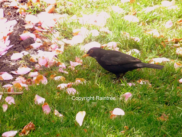 Blackbird in garden