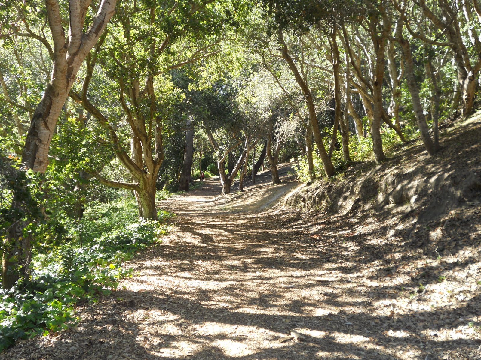 Carmel Blog Mission Trail Park