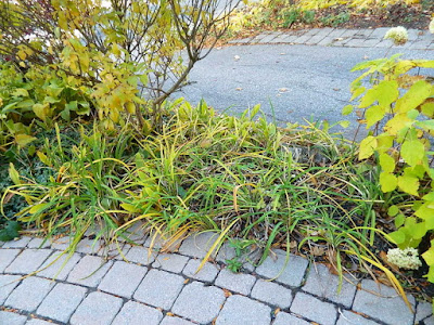 Paul Jung Gardening Services a Toronto Organic Gardener Fall Cleanup Front Yard in Lawrence and Yonge Before Paul Jung Gardening Services a Toronto Organic Gardener Fall Cleanup Front Yard in Lawrence and Yonge Before
