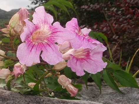 bignonia rosa (podranea)