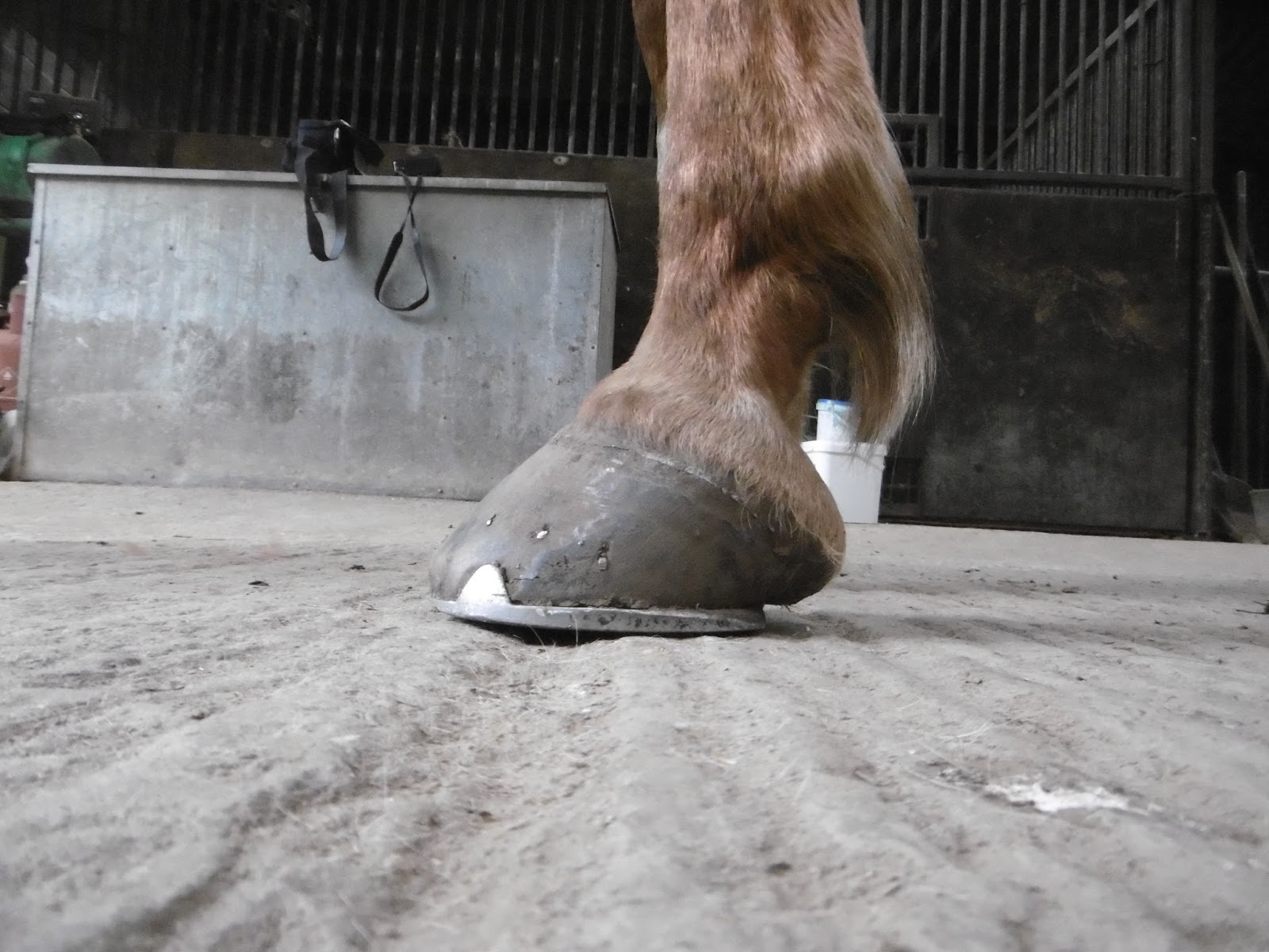 Rockley Farm Why we don't use shoes to rehabilitate horses (or