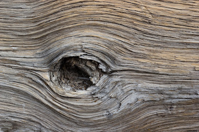 Groot's eye portruding from the trunk of a tree.