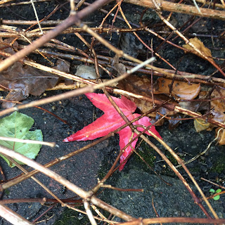 red leaf on drive