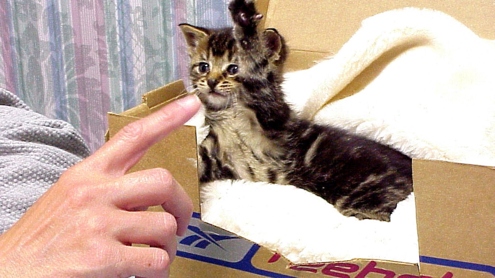 When Do Kittens Start Eating Solid Food Start Choices