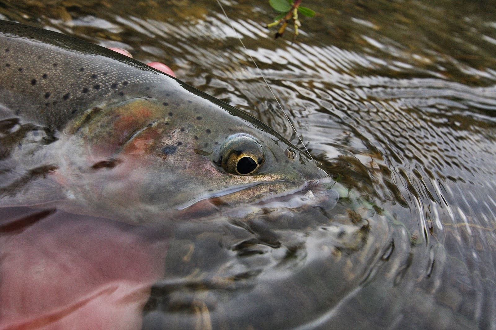 Fly Paper Big Trout in Small Streams Nothing Finer!
