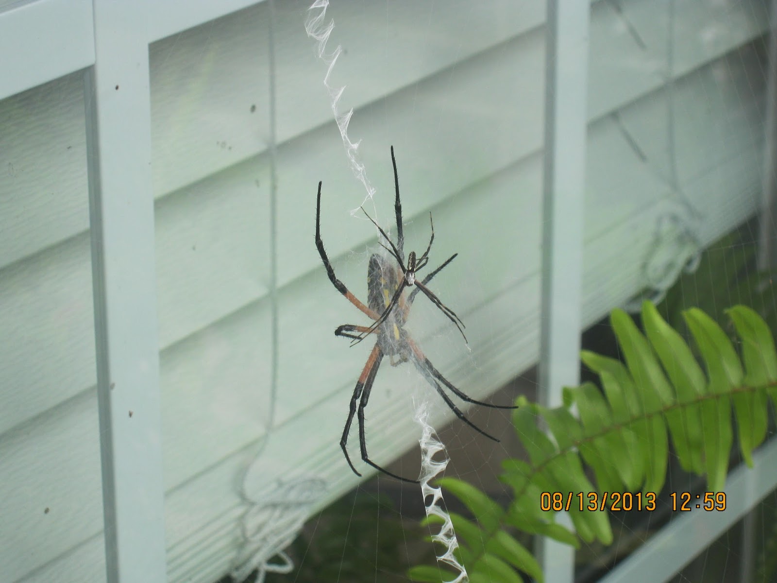 Rooftop Reviews The Front Porch Spider and Her Kid