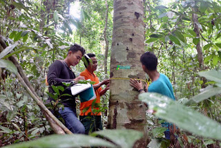 Hutan Desa di Dusun Manjau