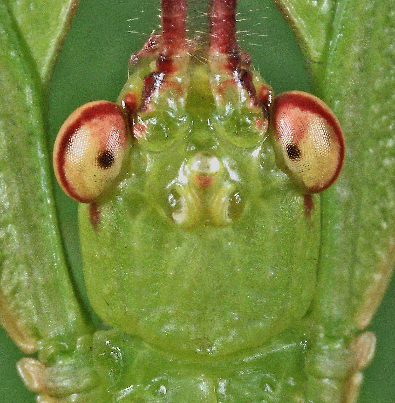 BunyipCo Monteith's Leaf Insect, Phyllium monteithi Brock and