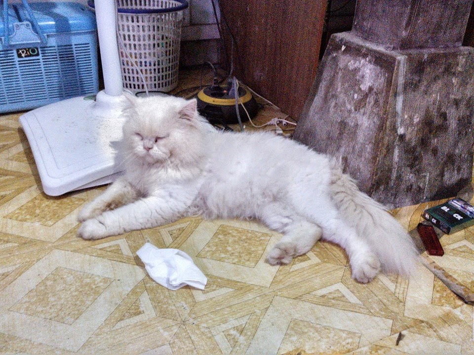 melatih kucing kampung