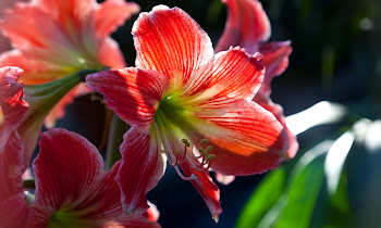 Ehpien Flowers HD Wallpapers 2560x1440