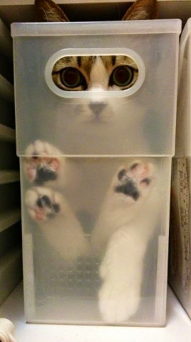 cats who mastered the art of hid and seek-7