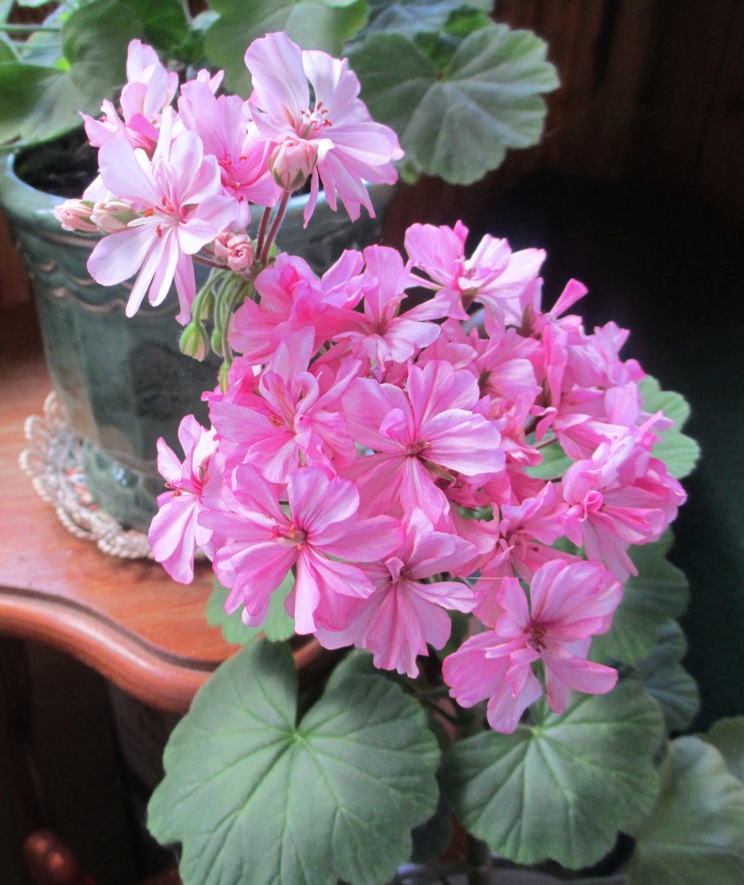 какой запах герани. герань коруна. аромат герани. пеларгония пеларгония королевская. какой запах герани.