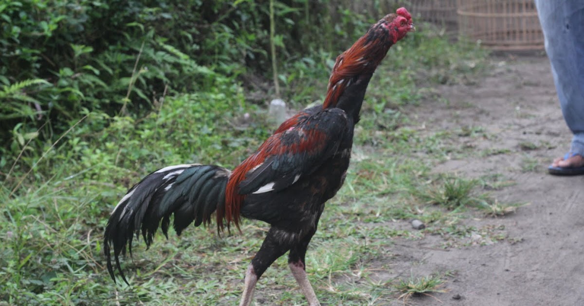 22+ Gambar Kaos Ayam Petarung