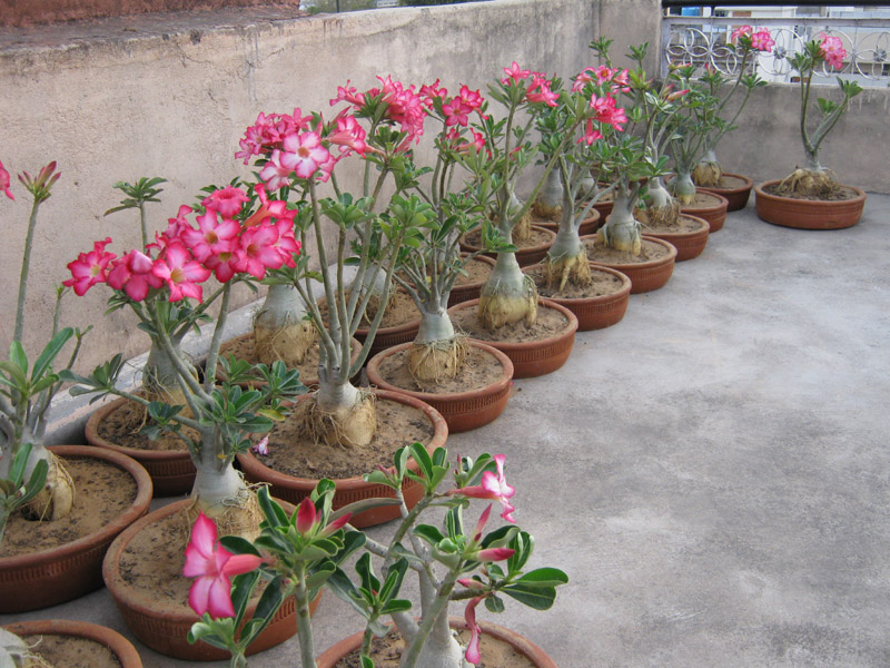 plants rose desert plant bonsai adenium india indian tropical wholesale flower roses obesum flowers care rajasthan visit potted big