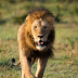 8 maneiras de aumentar a vitalidade e viver como um leão