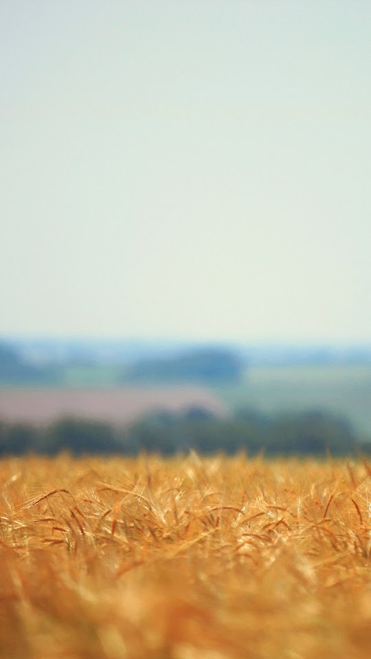Golden Wheat Field Focus Blur  Android Best Wallpaper