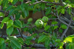 Manchineel - Pohon Paling Beracun Di Dunia