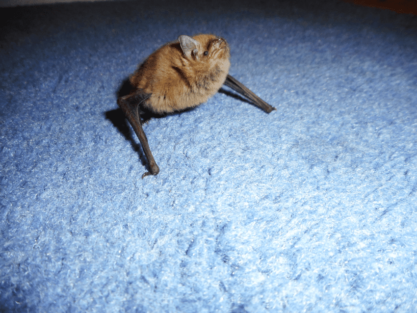 Bruce Charlton's Notions Bats...