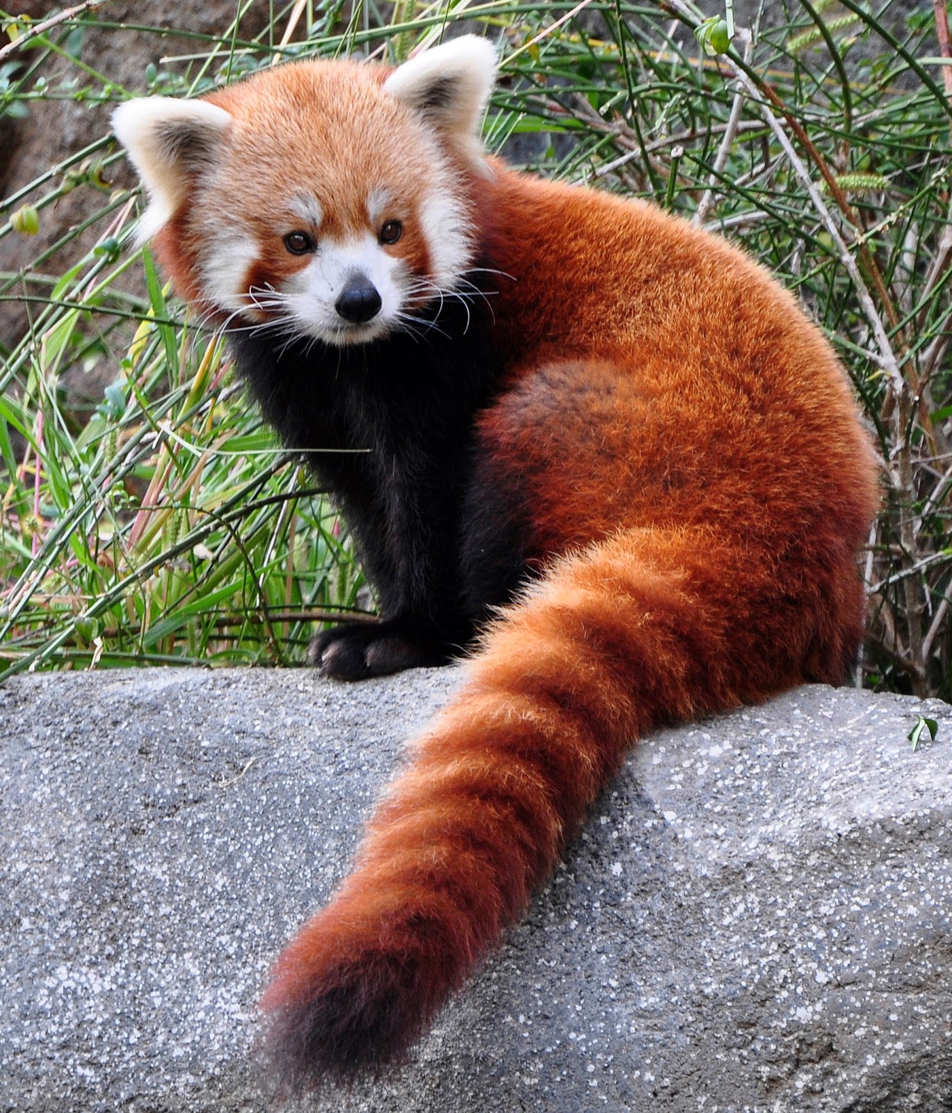 Red Panda Earth Blog