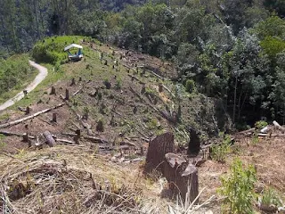 Dampak Negatif Penebangan Hutan Liar