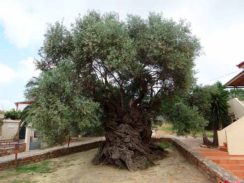 Brasileiros na Grecia Video A mais antiga oliveira do mundo Brasileiros na Grecia Video A mais antiga oliveira do mundo