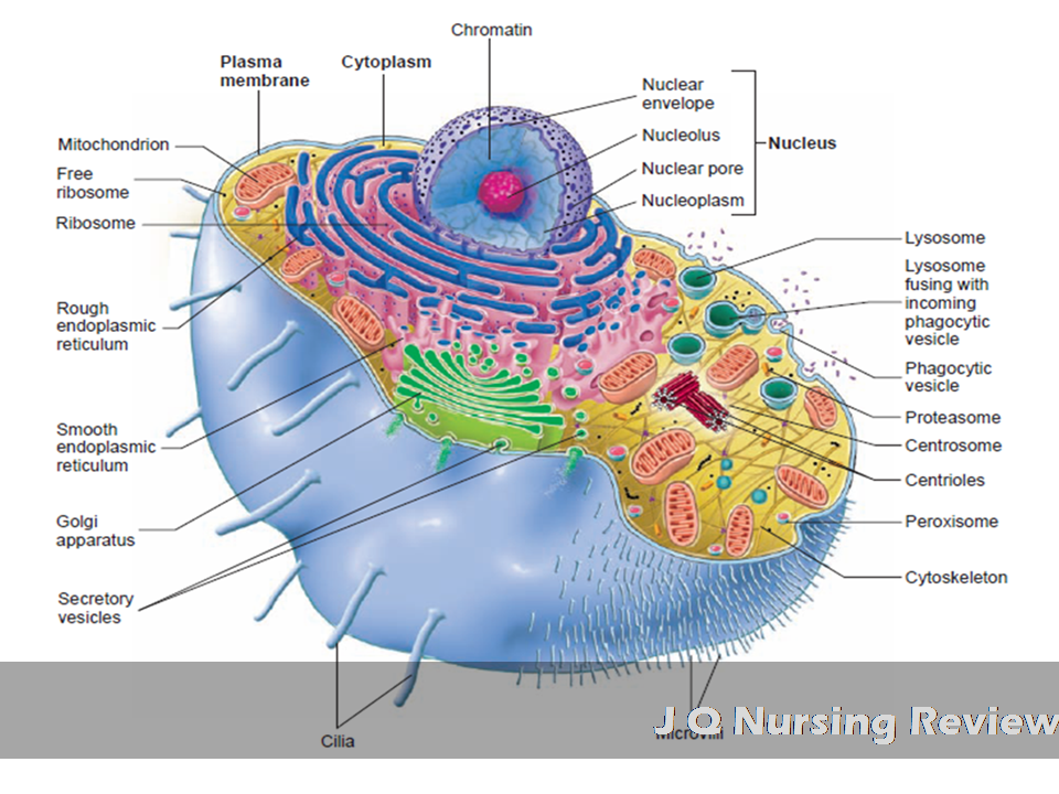 Human Cell Anatomy Diagram