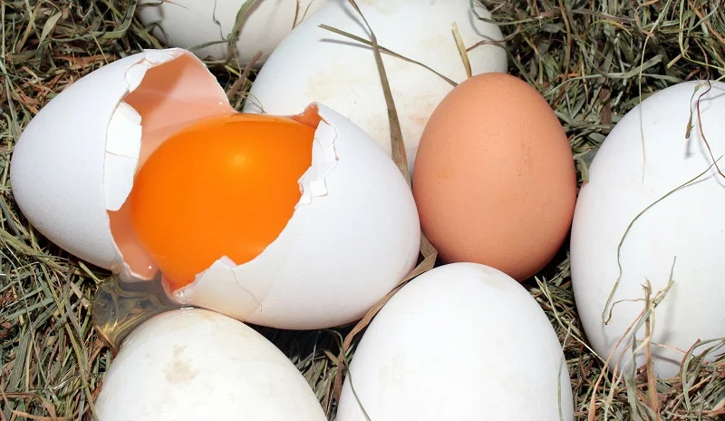 Quantas calorias tem um ovo? E por que você deve comer mais ovos