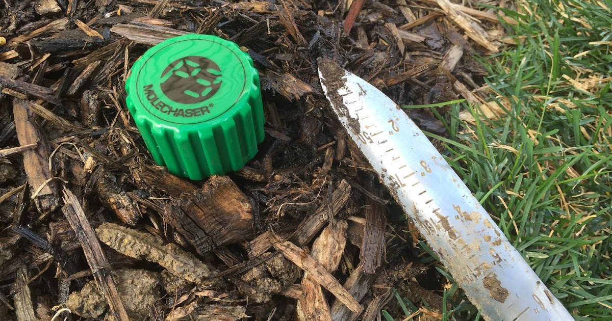 Installing P3 Mole Chaser [Backyard Neophyte Landscaping Blog]