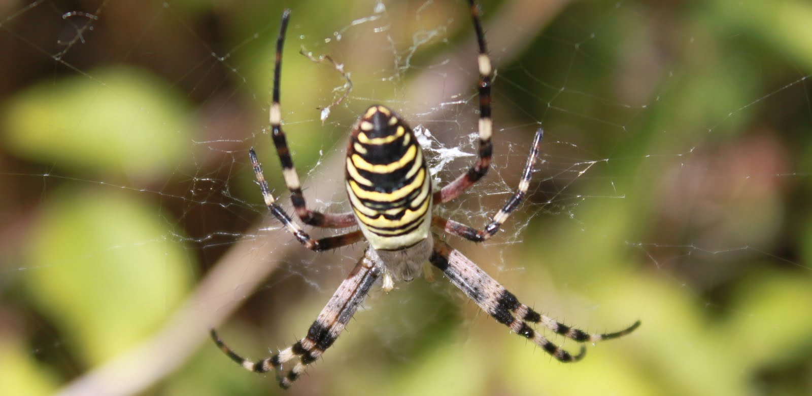 FELIPECHE VIDEO: L'argiope buennichi une des plus belle araignée de France