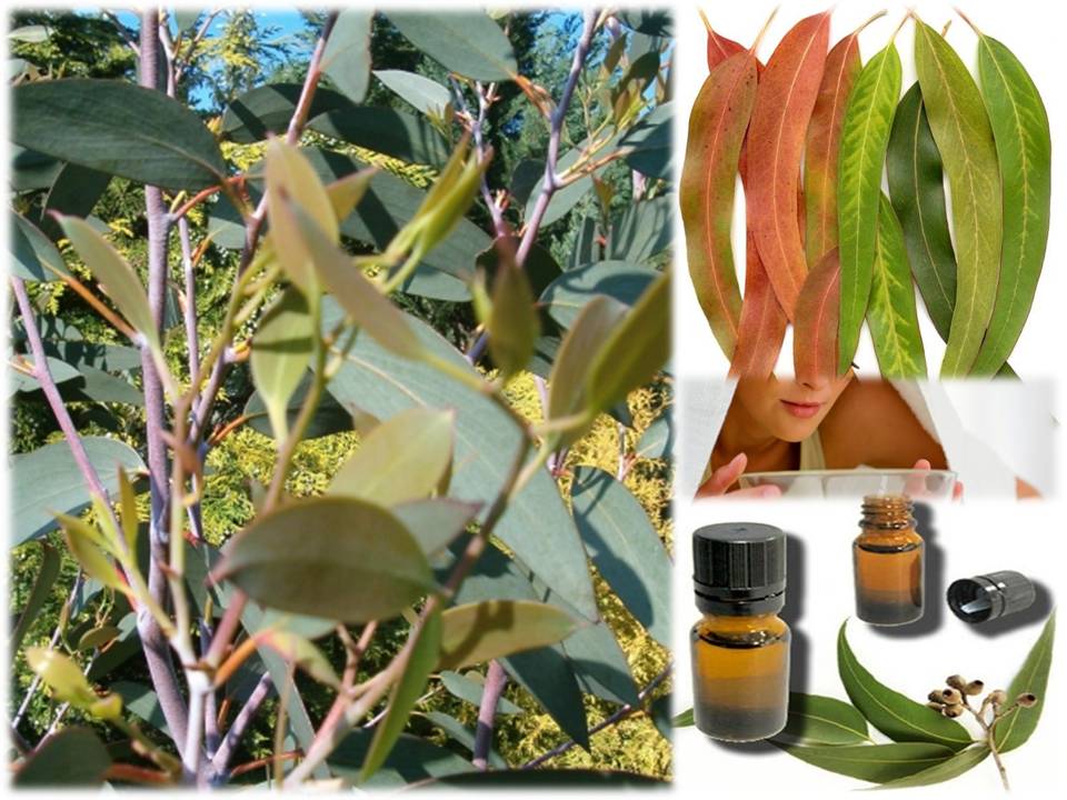 AROMATERAPIA, SALUD Y MAGIA: ACEITE ESENCIAL DE EUCALIPTO, USOS Y ...