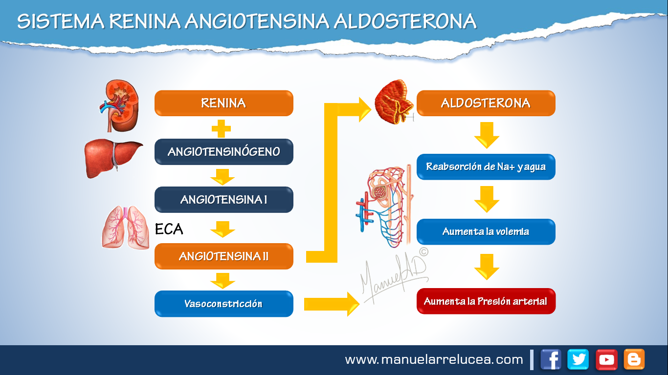 Anatomía y Fisiología SISTEMA RENINA ANGIOTENSINA ALDOSTERONA Anatomía y Fisiología SISTEMA RENINA ANGIOTENSINA ALDOSTERONA