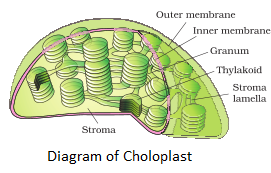 Diagram of Chloroplast