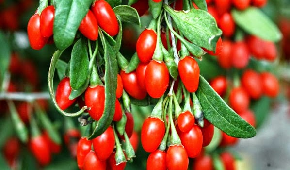 le miracolose bacche di goji. conosciamole meglio.