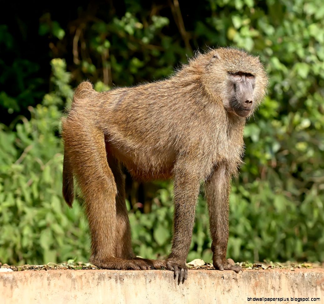 FileOlive baboon Ngorongoro   Wikipedia the free encyclopedia